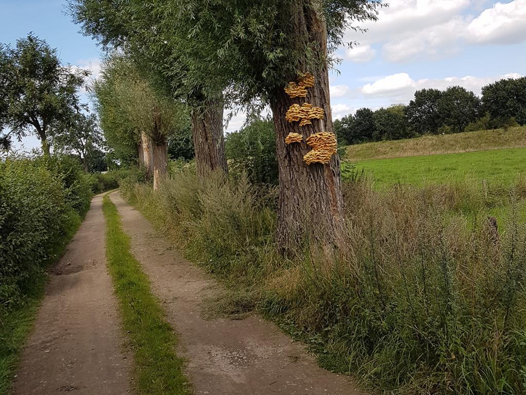 Gastenverblijf Aan De Bagijnstraat Heumen Esterno foto